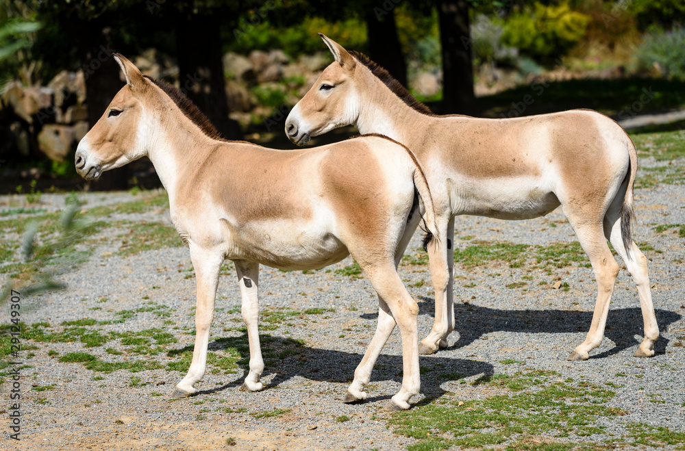 The Turkmenian kulan, Equus hemionus kulan, is a rare Asian donkey The Turkmenian kulan, Equus hemionus kulan, is a rare Asian donkey
