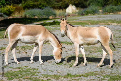 The Turkmenian kulan, Equus hemionus kulan, is a rare Asian donkey