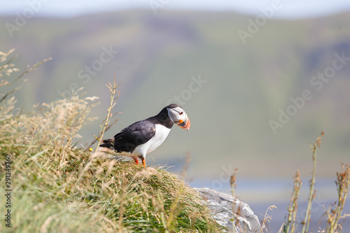 Puffin on a Promontory over Kirkjufjara Beach in Iceland