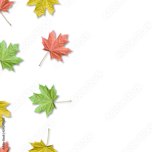 Fall bacground, colorful maple leaves seamless pattern. Maple leaves isolated. Copy space.