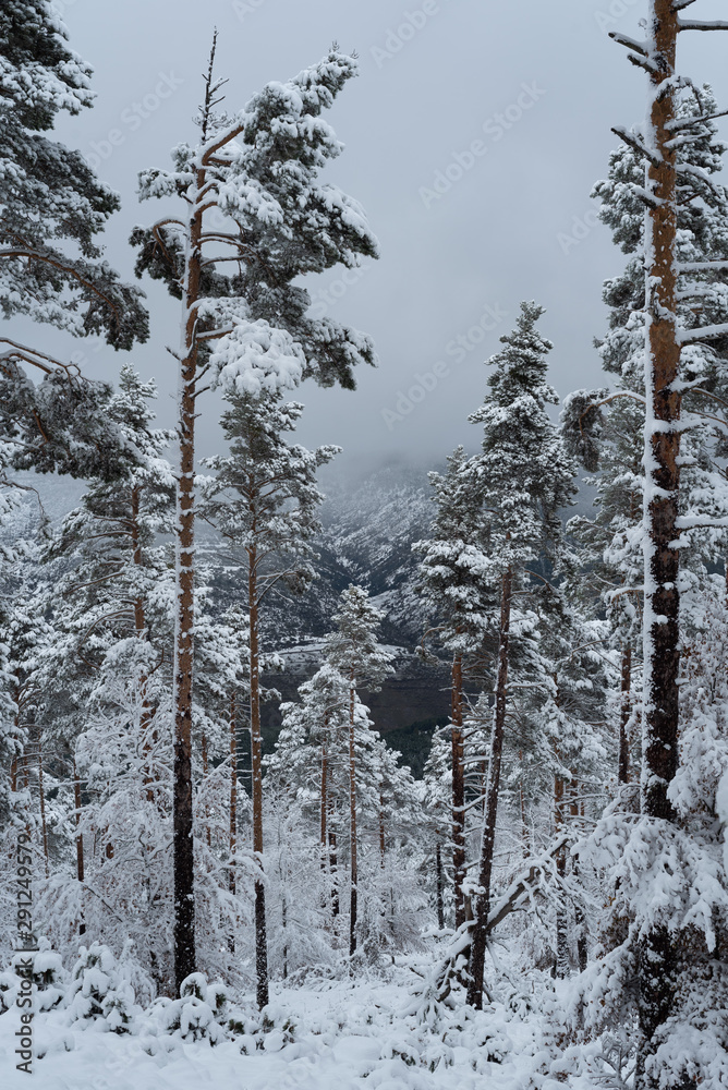 Fototapeta premium Bosque nevado