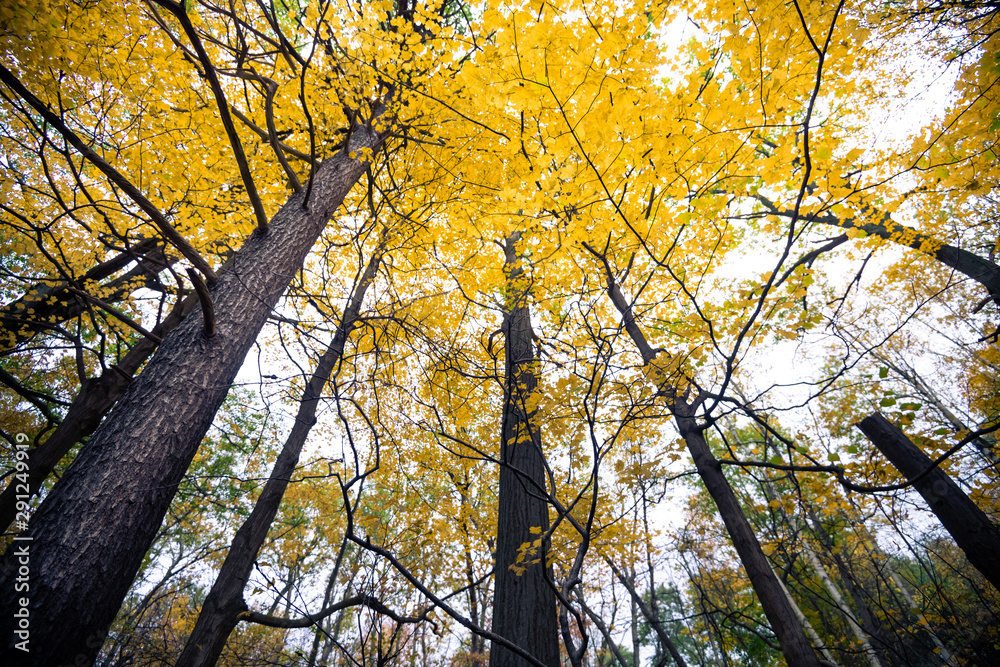 Obraz premium Beautiful fall autumn landscape near Toronto Canada