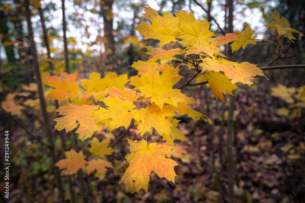 Beautiful fall autumn landscape near Toronto Canada Beautiful fall autumn landscape near Toronto Canada
