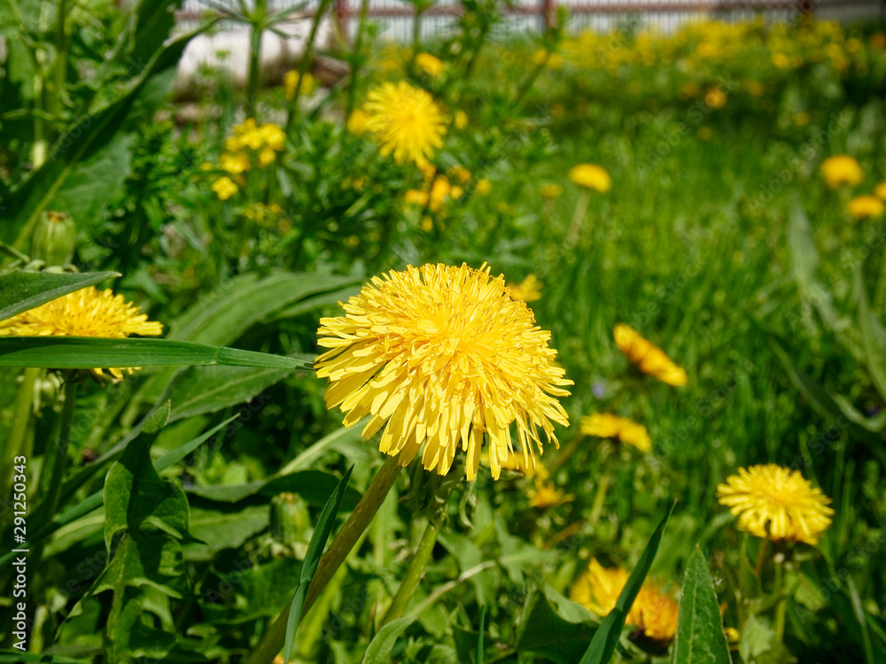 yellow dandelion flowers in the yard, Russia. yellow dandelion flowers in the yard, Russia.