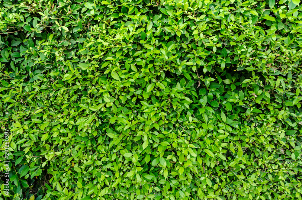 Green leafs background Green leafs background