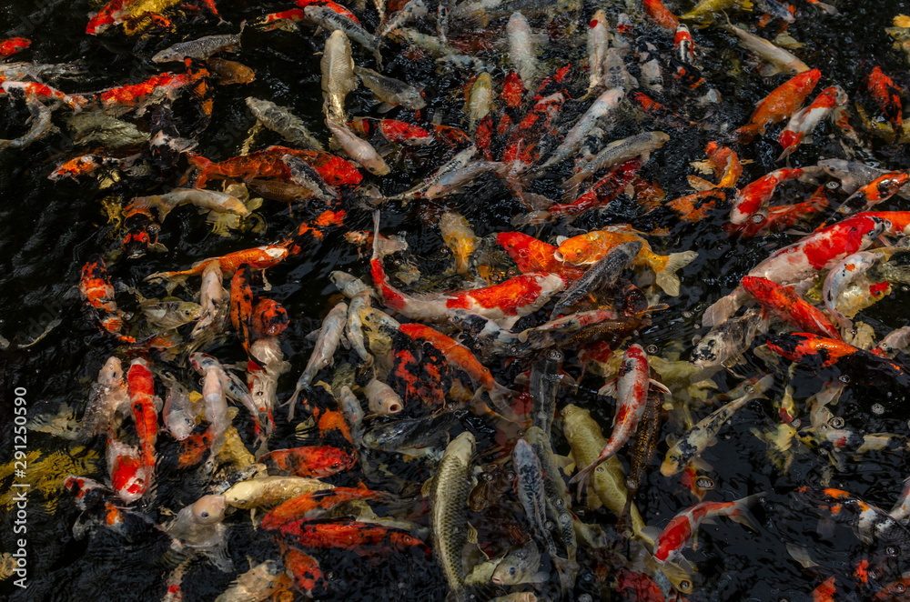 Koi in pond Koi in pond