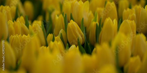 Fotografi yellow beautiful tulips blooming in the field