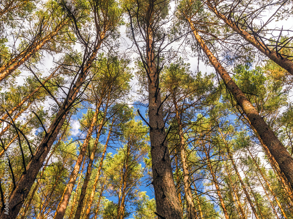 Obraz premium Pine trees shot upwards