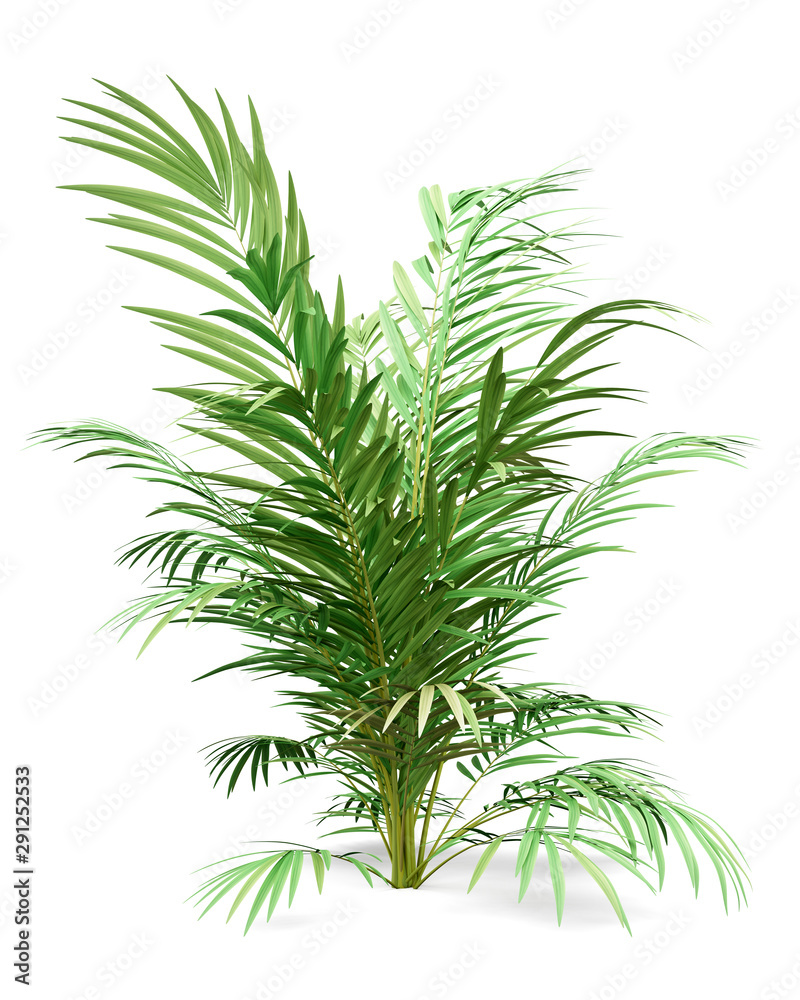 golden cane palm tree isolated on white background golden cane palm tree isolated on white background
