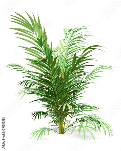 golden cane palm tree isolated on white background