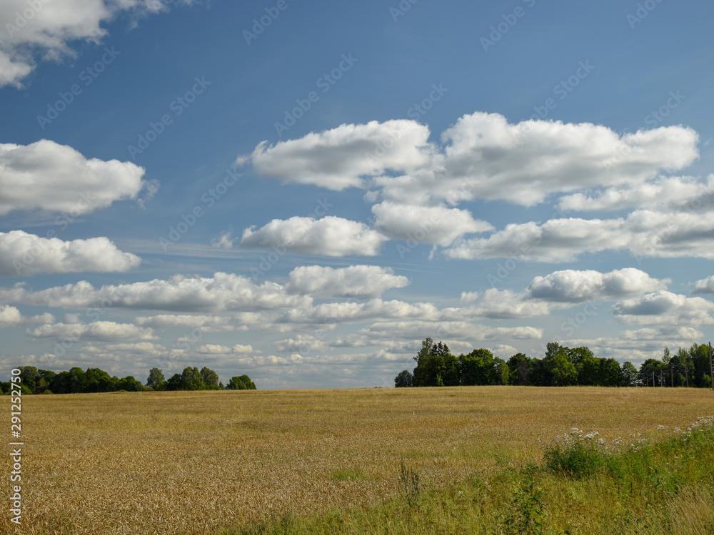 beautiful summer landscape with meadow and lots of clouds beautiful summer landscape with meadow and lots of clouds