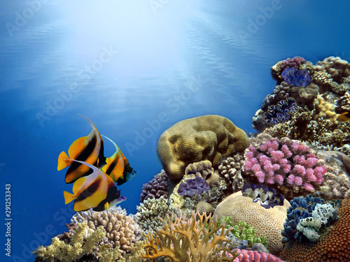 Coral Reef and Tropical Fish in Sunlight © vlad61_61