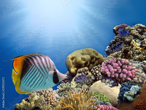Coral Reef and Tropical Fish in Sunlight