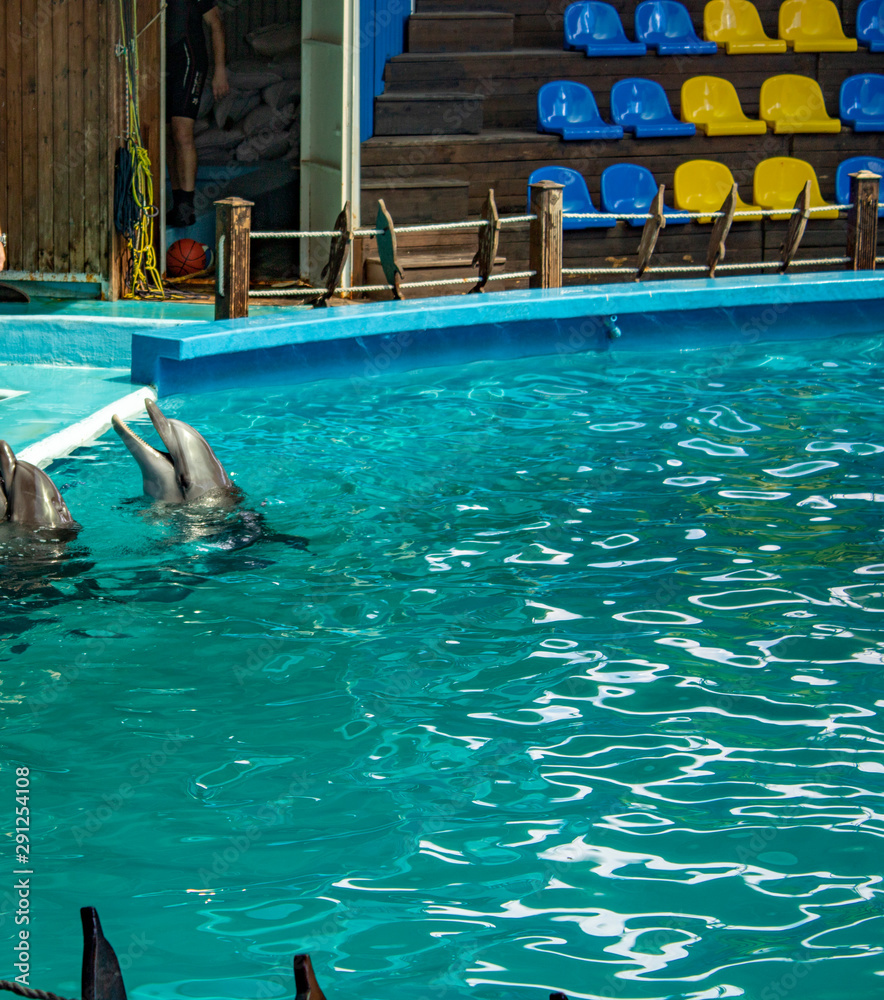 Dolphins waiting for another interesting game