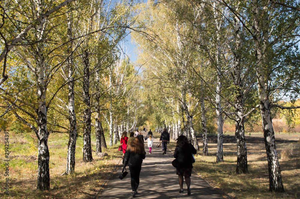 People walk along the birch alley in autumn