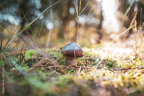 Butterpilz im Wald photo