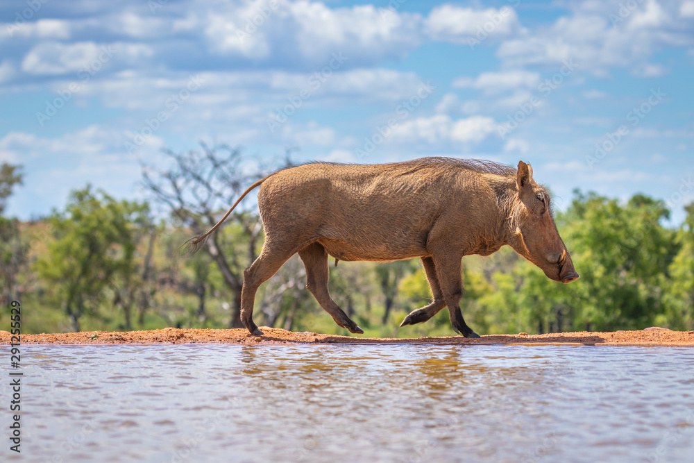Fototapeta premium Common warthog ( Phacochoerus Africanus) walking by a waterhole, Welgevonden Game Reserve, South Africa.