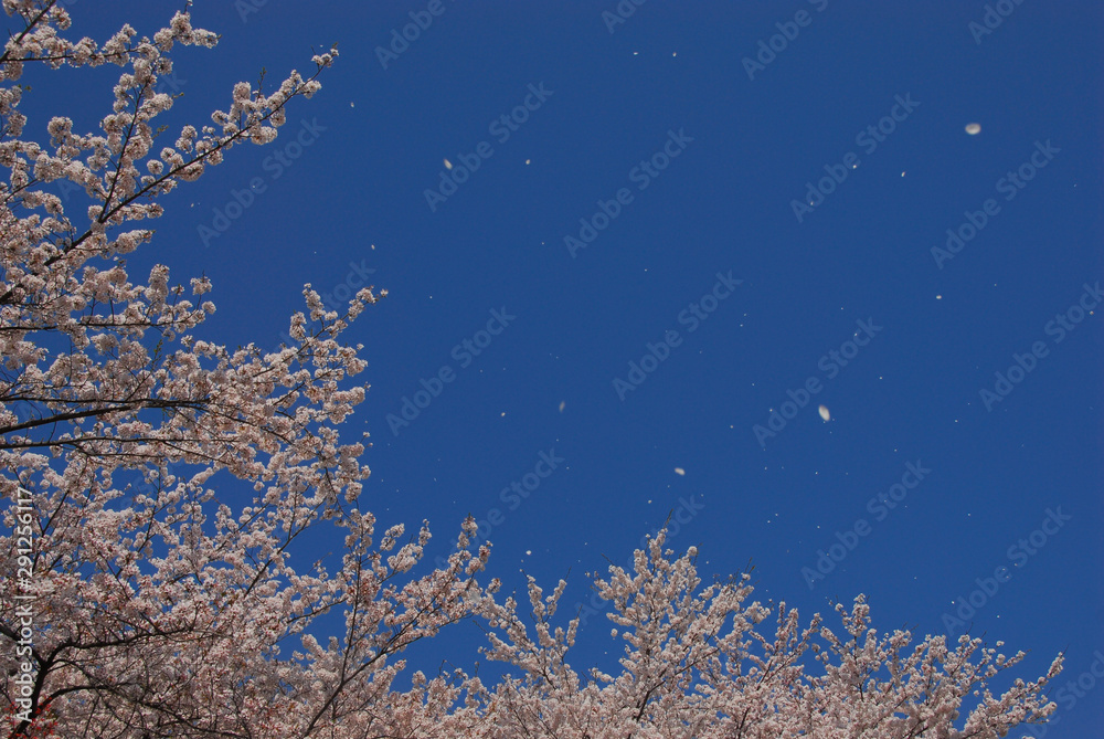 青空に満開の桜の花びら舞う桜 背景写真 Stock Photo Adobe Stock