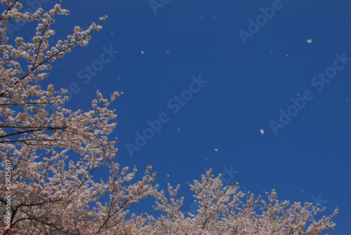 青空に満開の桜の花びら舞う桜（背景写真）