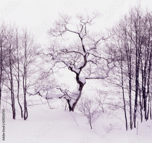 Wallpaper Mural 踊る木（雪が積もるなか、まるで木が踊っている様のユニーク写真） Torontodigital.ca