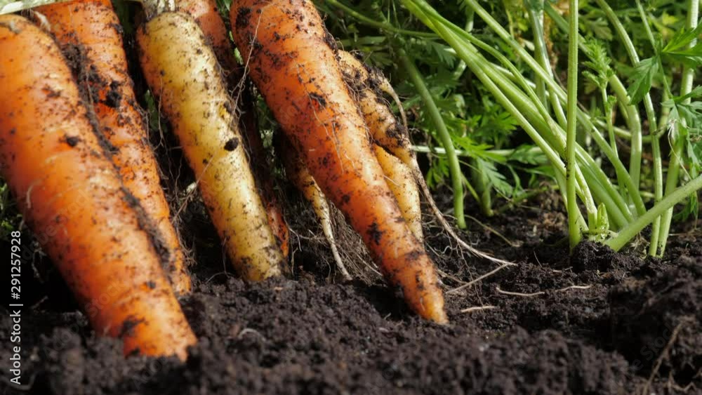 A farmer harvesting carrots. A woman gardener in red rubber gloves pulls (digging) a carrot out of the ground. Close up. A farmer harvesting carrots. A woman gardener in red rubber gloves pulls (digging) a carrot out of the ground. Close up.
