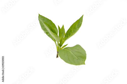 Thai basil leaves isolated on white background