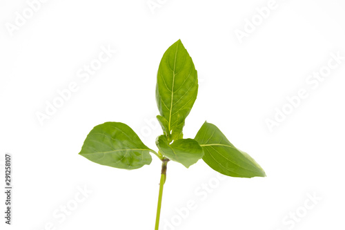 Thai basil leaves isolated on white background photo