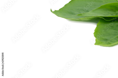 Thai basil leaves on white background photo