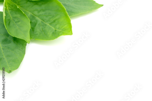 Thai basil leaves on white background photo