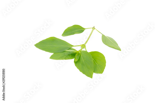 Thai basil leaves isolated on white background