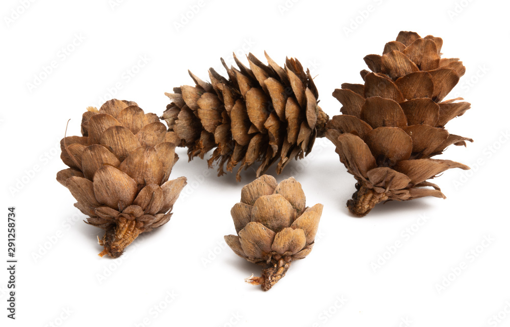 dry cones isolated dry cones isolated