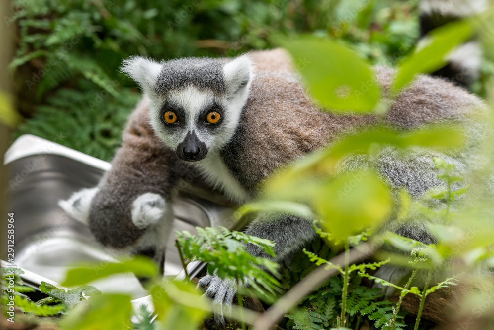 Obraz premium ring-tailed lemur looks into the camera