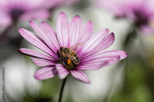 Biene an pink weisser Blüte