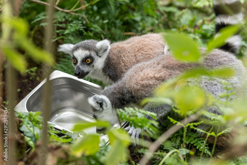 ring-tailed lemur looks around