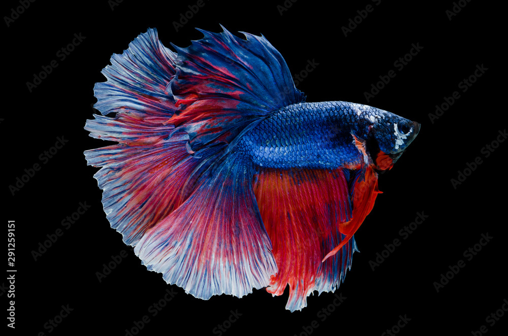 blue Siamese fighting fish movement isolated on black background