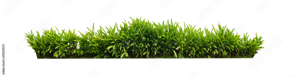 Obraz premium scandent shrub isolated on white