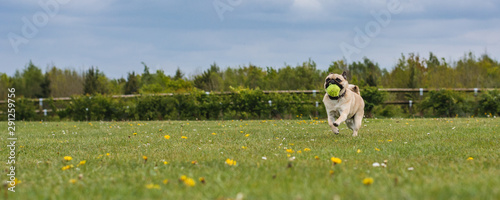 dog playing at the park with a tennis ball