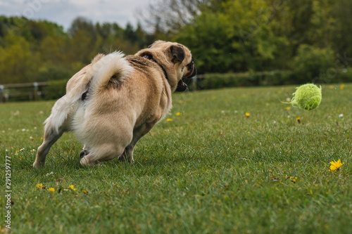 dog playing at the park with a tennis ball