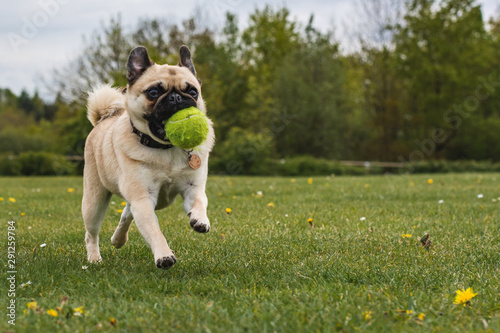 dog playing at the park with a tennis ball