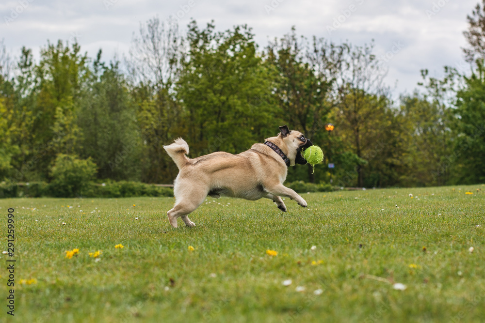 dog playing at the park with a tennis ball