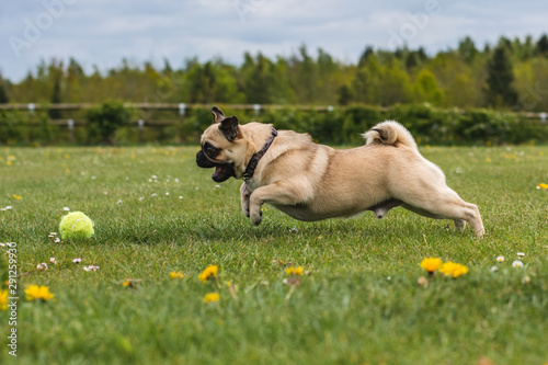 dog playing at the park with a tennis ball