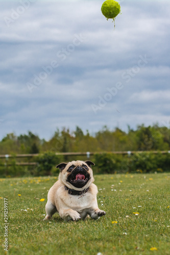 dog playing at the park with a tennis ball