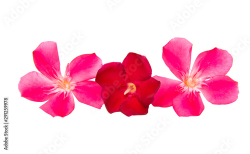 oleander flower isolated