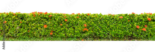 scandent shrub isolated on white