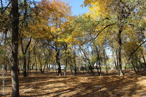 autumn in the park