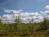 bog view, bog pines, grass, sunny day, many clouds, beautiful glare