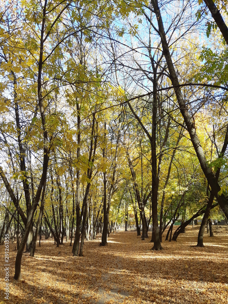 autumn in the park autumn in the park