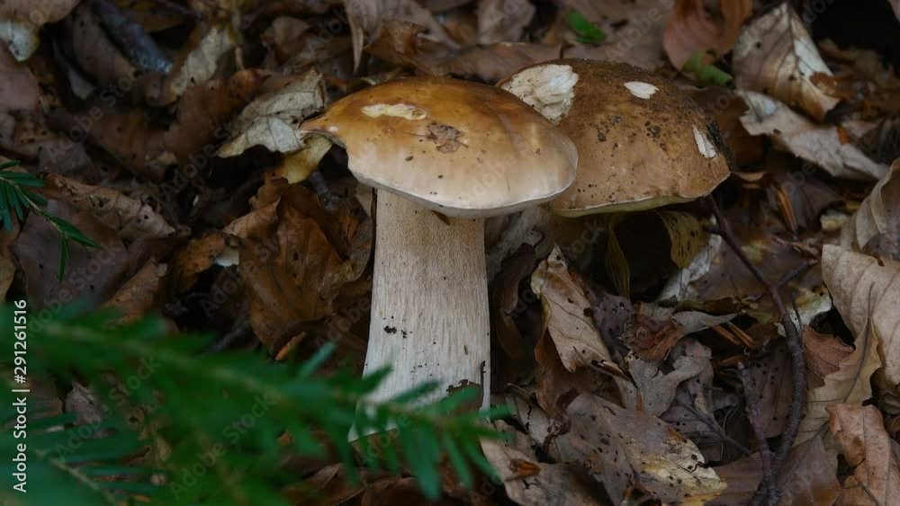 Close-up of boletus edulis mushrooms in a forest of fir and beech trees. 4K UHD Video. Zoom camera movement and selective focusing. Close-up of boletus edulis mushrooms in a forest of fir and beech trees. 4K UHD Video. Zoom camera movement and selective focusing.