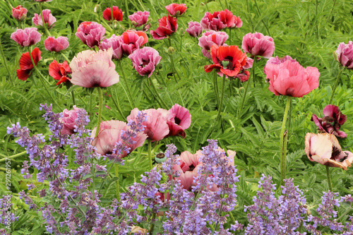 Papaver orientale 'Patty's Plum' (Oriental Poppy)  and catmint in the garden.
