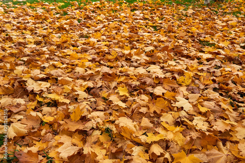 Fallen maple leaves.Yellow maple leaf mat.